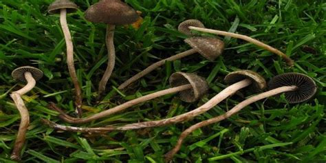 What Magic Mushrooms Grow In The Uk Trufflemagic Fresh