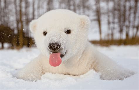 Photos Of Adorable Baby Polar Bears Celebrating International Polar