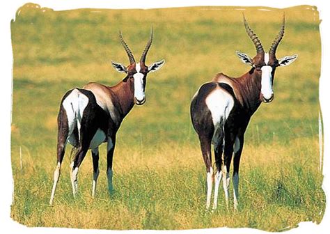 Top 10 Most Elegant Antelope Species In Africa