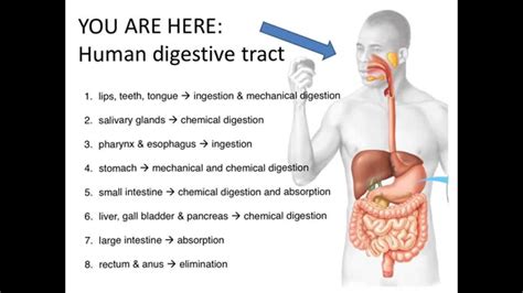 Digestive System Overview Youtube