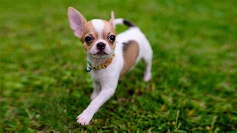 On a chocolate chihuahua, even the why do chihuahuas shiver or tremble so much? Teacup Chihuahua - Facts On The Aggressive & Cute Toy ...