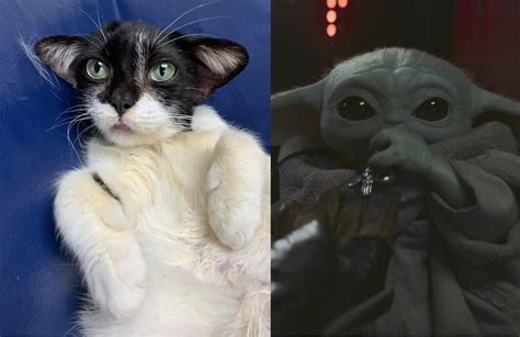 People Are Losing It Over This Rescue Kitten Dubbed Baby Yoda Cat