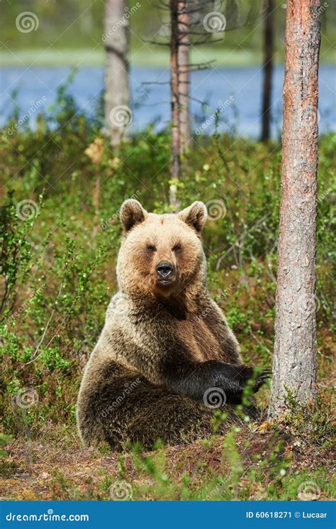 Brown Bear Sitting Stock Image Image Of Ursus Environment 60618271