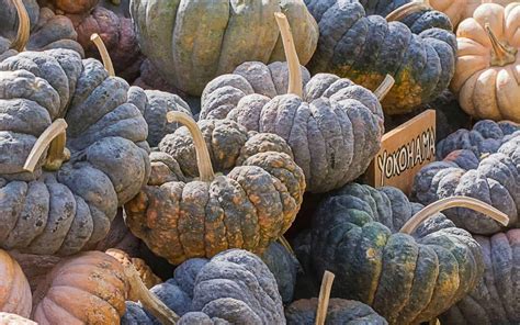 15 Black Pumpkins 🎃 🖤 Best Varieties For Spooky Fall Decor