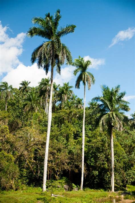 Cuban Royal Palm Tree Stock Image Image Of Roystonea 33648633