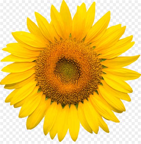 Bunga matahari atau biasa disebut sunflower tidak hanya memiliki bentuk mirip dengan matahari, tetapi pertumbuhannya juga sangat bergantung pada intensitas sinar matahari. Bunga matahari png clipart collection - Cliparts World 2019