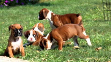 Boxer Puppies For Sale Youtube