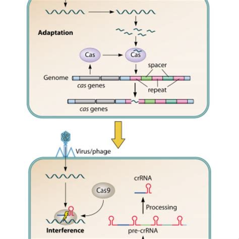 Crispr Cas9 Bacteria