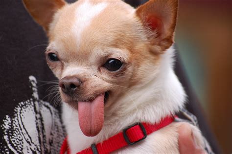 Here Are 12 Hilarious Reasons To Never Trust A Chihuahua