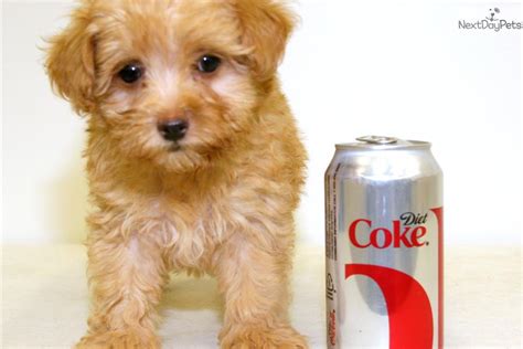 No matter what you call them, these cavapoo puppies are bred to be friendly, loving house pets that get along with children. Cavapoo puppy for sale near Columbus, Ohio | a4396125-e2c1