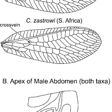 Dorsal View Of Left Half Of Third Instar Larval Head Capsules A C