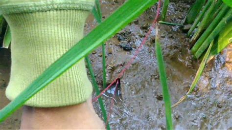 mancing belut