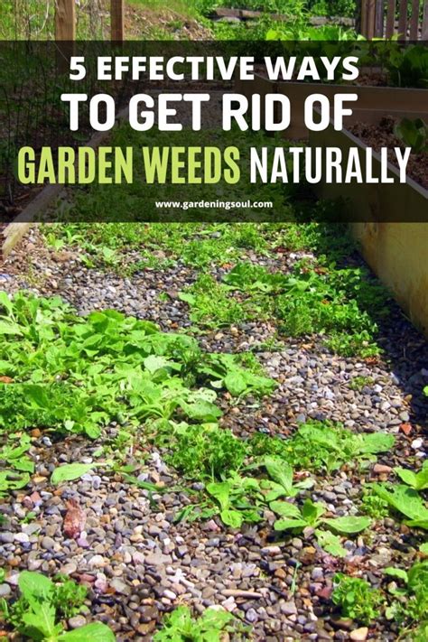 5 Effective Ways To Get Rid Of Garden Weeds Naturally