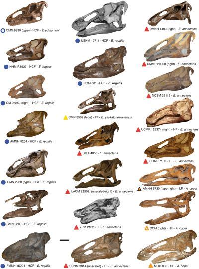 Small Animal Skull Identification Chart Uk