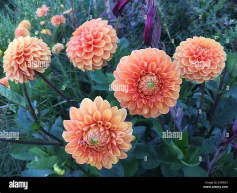 Pom Pom Dahlias Growing In A Garden In Dorset England Stock Photo Alamy