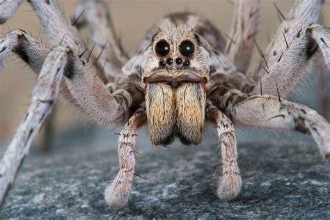 Can A Wolf Spider Bite Hurt A Dog Wolf Spider Bite Pictures Treatment