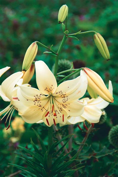 Sweet Surrender - Bloms Bulbs