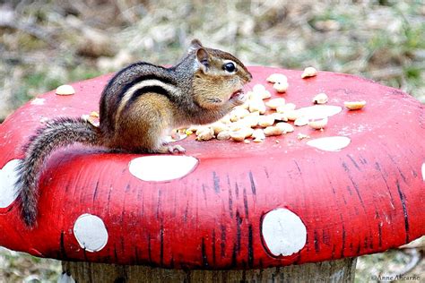 Hungry Chipmunk At The Dinner Table Anne Ahearne Flickr