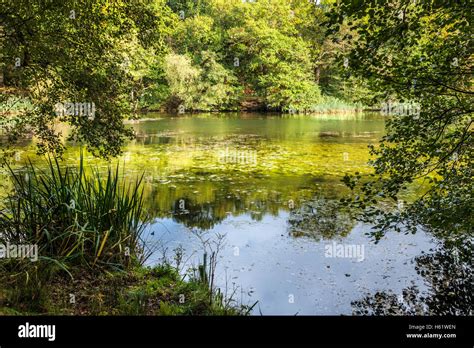 Cannop Ponds In The Forest Of Dean Gloucestershire Stock Photo Alamy