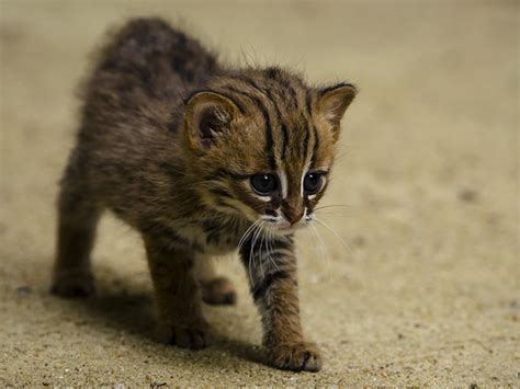 rusty spotted kitten rajaji national park smallest wild cat species of asia rivals the black