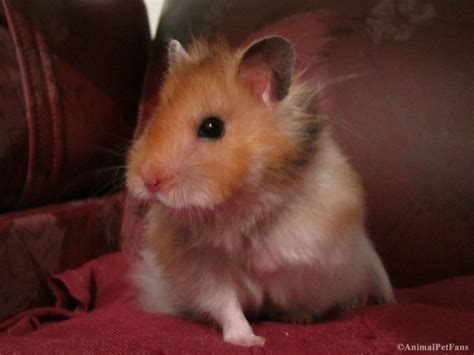 Hamster has thick, silky fur that can be uniformly black, grey, creamy, white, brown, yellow or red. Hamster Sírio | Syrian hamster, Animals, Cute