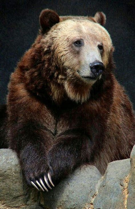 Beautiful Grizzly Bear Bear Bear Pictures Animals