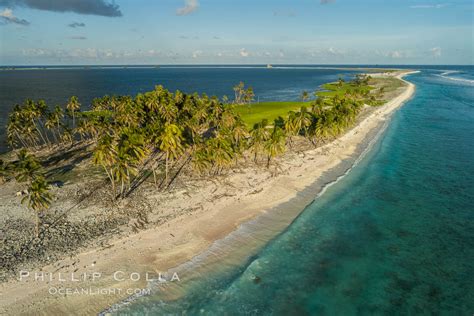 Coconut Palms On Clipperton Island Aerial Photo France 32845