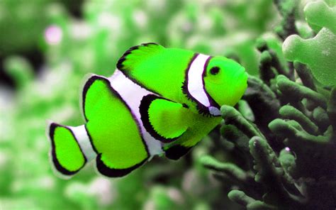 37 Colorful Underwater Fish Wallpapers Wallpapersafari