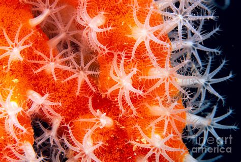 Micronesia Marine Life Photograph By Dave Fleetham Printscapes