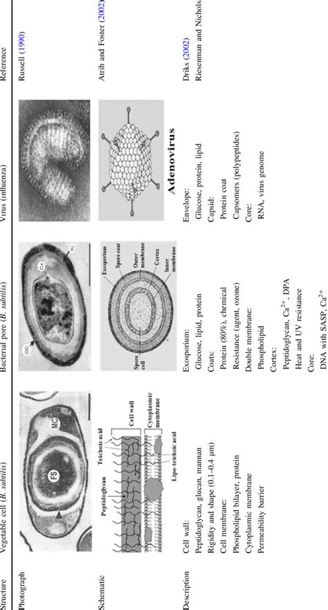 Comparison Of The Structures Of A Bacterial Spore Vegetative Cell And