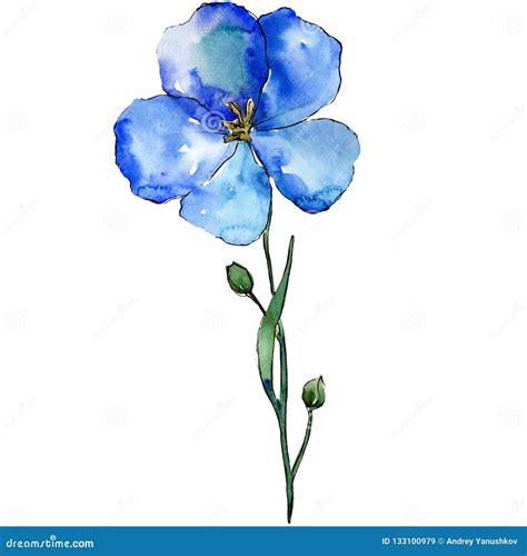Blue Flax Flower With Green Leaves And Buds Isolated Flax Illustration