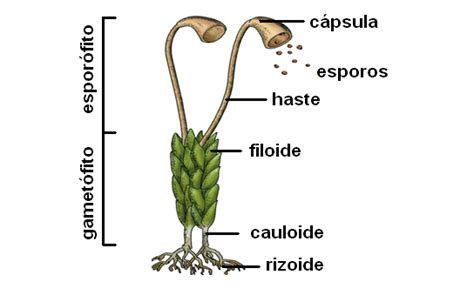Briófitas Bryophyta Andreaeopsida Musgos Del Granito Musci Plantas