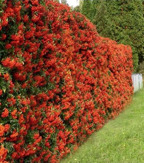 12 Garden Hedge Plants For Privacy