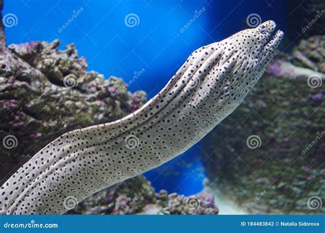 Enchelycore Pardalis Commonly Called Leopard Moray Eel Or Dragon Moray