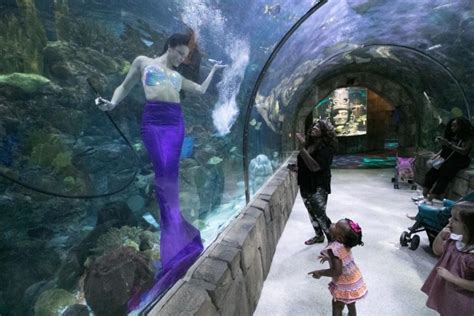 Weeki Wachee Mermaids Are Back At Audubon Aquarium Of The Americas
