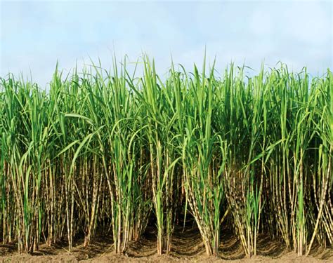 What can sugar cane be used for? Sugar Cane - Worlds Biggest Source of Sugar | Information ...
