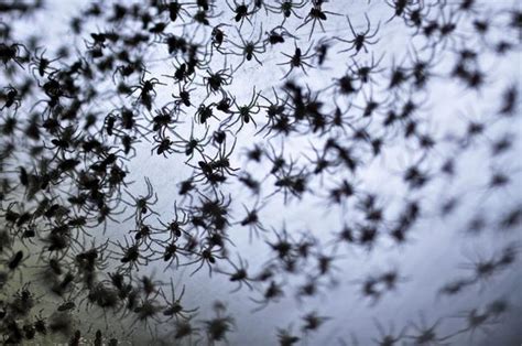 Millions Of Spiders Dropped From The Sky In Australia
