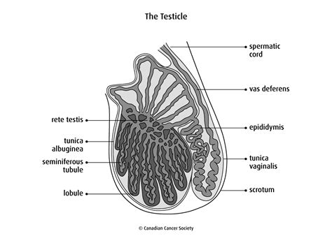 Fungsi Testis Dan Fakta Lainnya Yang Perlu Kamu Tahu Hello Sehat