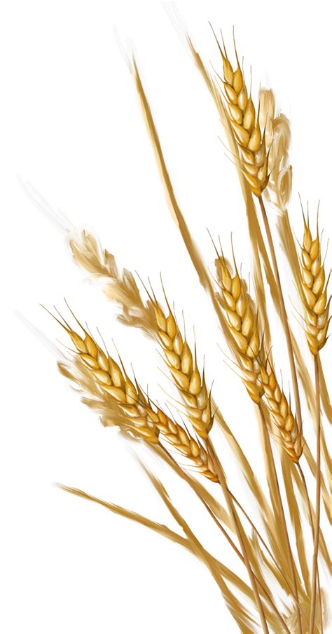 Wheat Vector Clip Art Wheat Clip Art Png Free Transparent Png Images