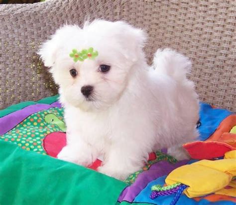 Teacup Maltese Puppy For Free Adoption Lloydminster Dogs For Sale Puppies For Sale