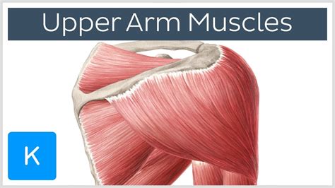 The shoulder anatomy includes the anterior, lateral & posterior deltoids, plus the rotator cuff. Muscles of the upper arm and shoulder blade - Human ...