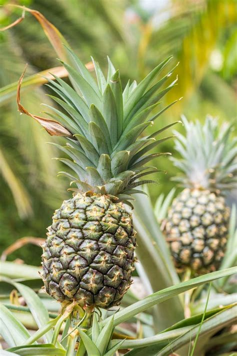 Pineapple Plant Field Pineapple Tropical Fruit Growing In Garden Stock