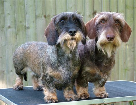 This is similar to what the schnauzer would look like. Crunchie and Cadbury "posing" | Wire haired dachshund ...