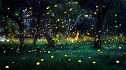 Your summertime guide to enjoying the magic of fireflies • Earth.com