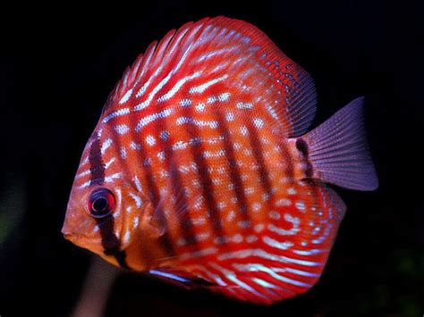 Discus Royal Red Price 3800 Gbp Worldwide Shipping