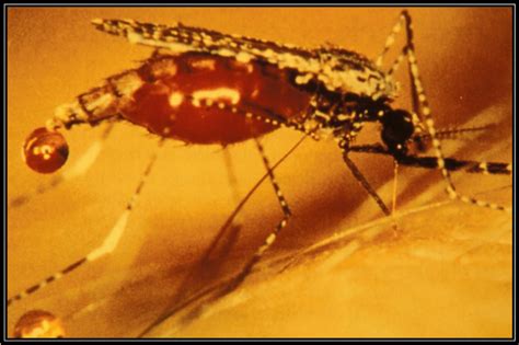 Lo Que Debes Saber Sobre La Malaria Department Of Microbiology And