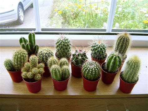 1 Evergreen Mini Ornamental Indoor Cactus Plant In Pot Ebay
