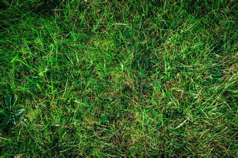 Green Field Texture Spring Nature Pattern With Greenery Grass Lawn