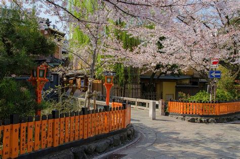 Cherry Blossom Of Gion Kyoto 祇園の桜（京都） Cherry Blossom Kyoto Blossom