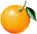 Orange fruit clipart kid - Cliparting.com